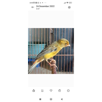 kenari gacoran loper