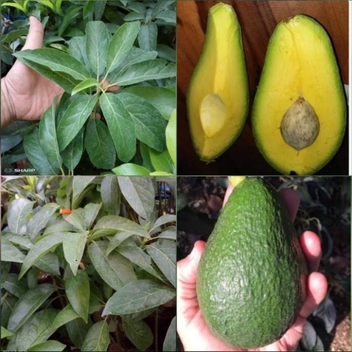 Bibit alpukat introduksi yamagata super unggul siap dibuahkan