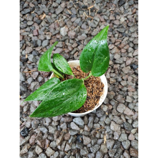 scindapsus treubii Moonlight Variegata