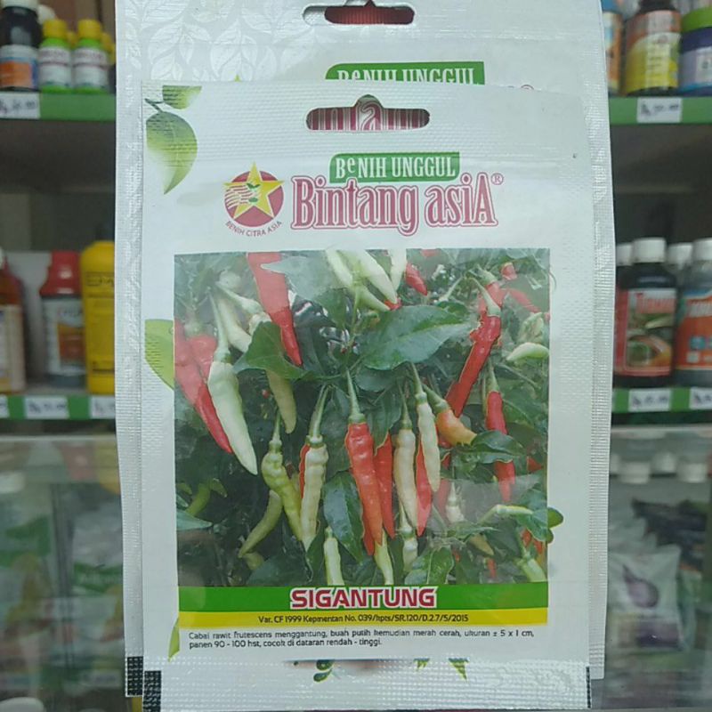 BENIH BA CABAI RAWIT SIGANTUNG