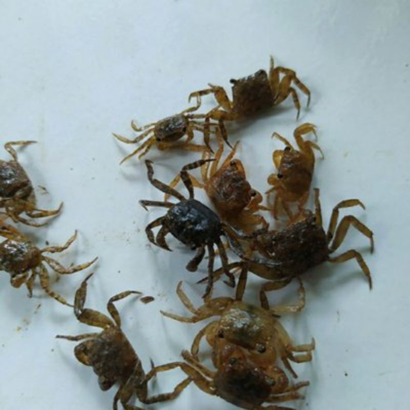 YUYU HIDUP UMPAN MANCING GT LELE& BAWAL PAKAN IKAN PREDATOR