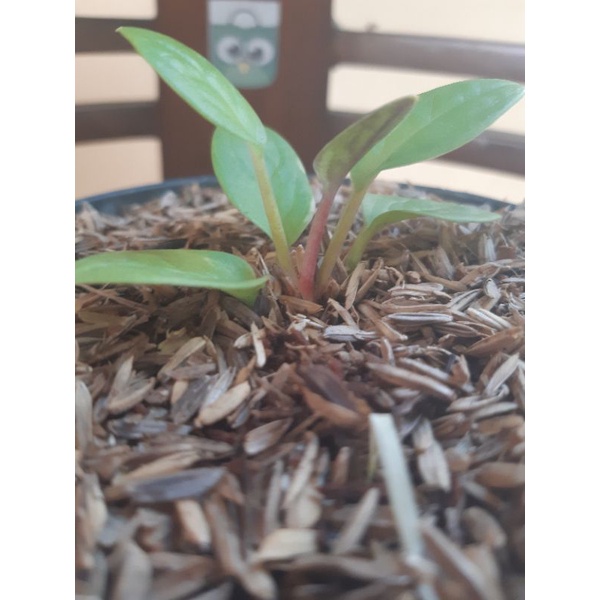 anthurium paketan obor dan golden batang merah ( semi )