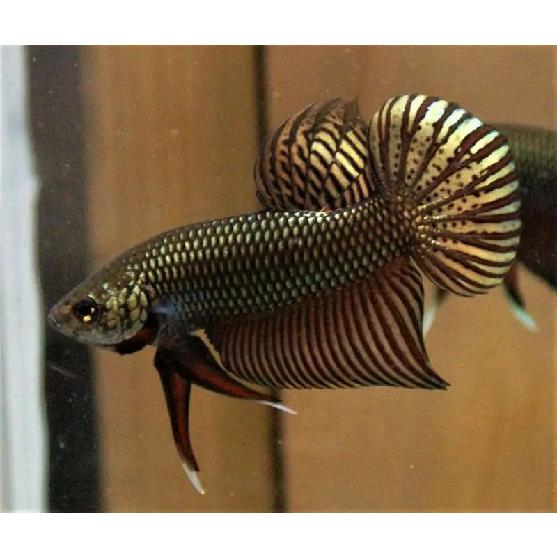 ikan cupang wild Betta smaragdina