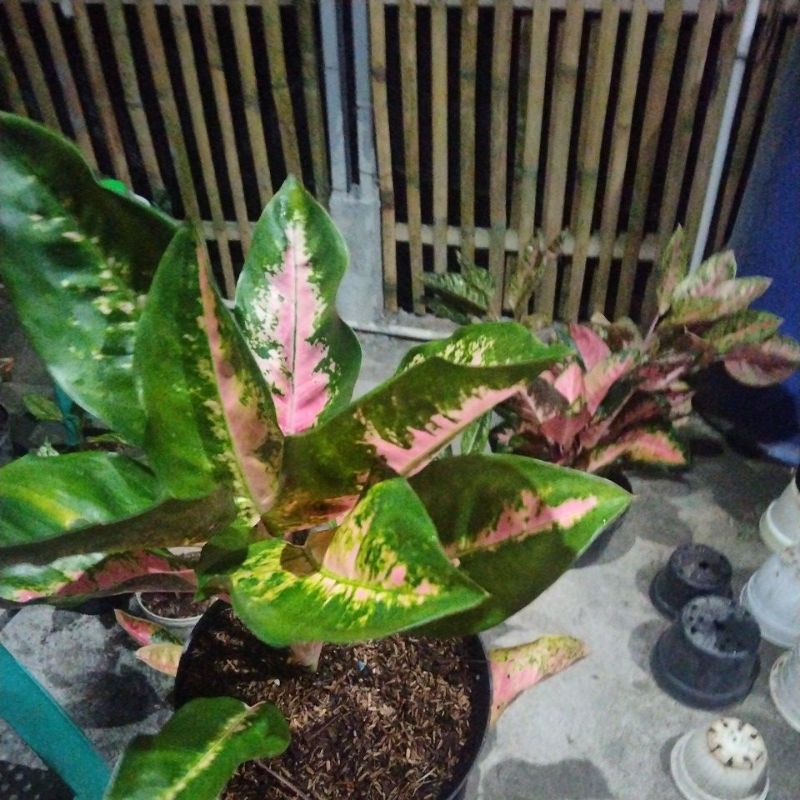 aglaonema kochin