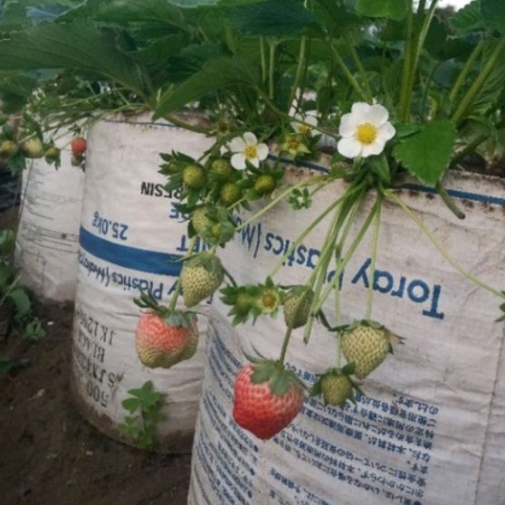 DIARY PETANI - Bibit Strawberry California