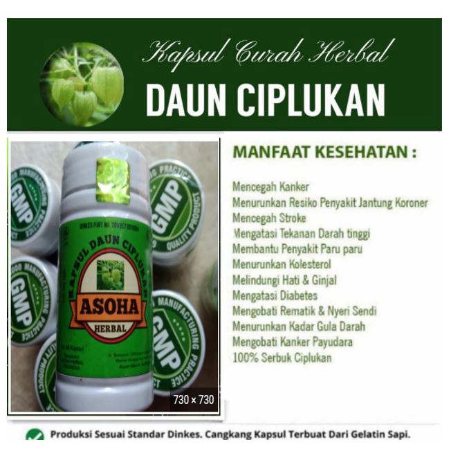 b Ciplukan / Kapsul Daun Ciplukan asho