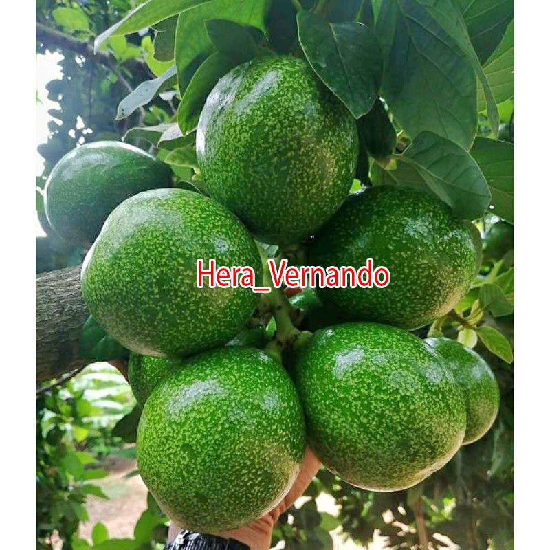 Bibit alpukat Peterson okulasi super okulasi