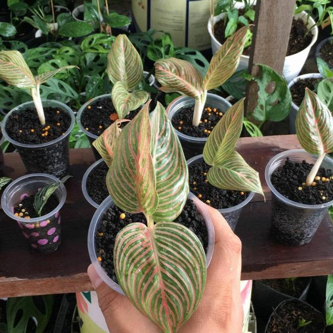 Baby Aglonema Golden Hope / BIBIT AGLONEMA GOLDEN HOPE ANAKAN 1-3 Daun