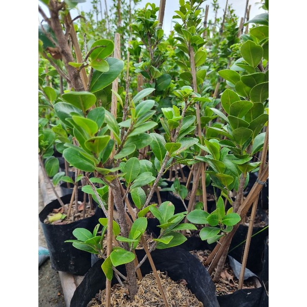 Bibit Ficus Compacta