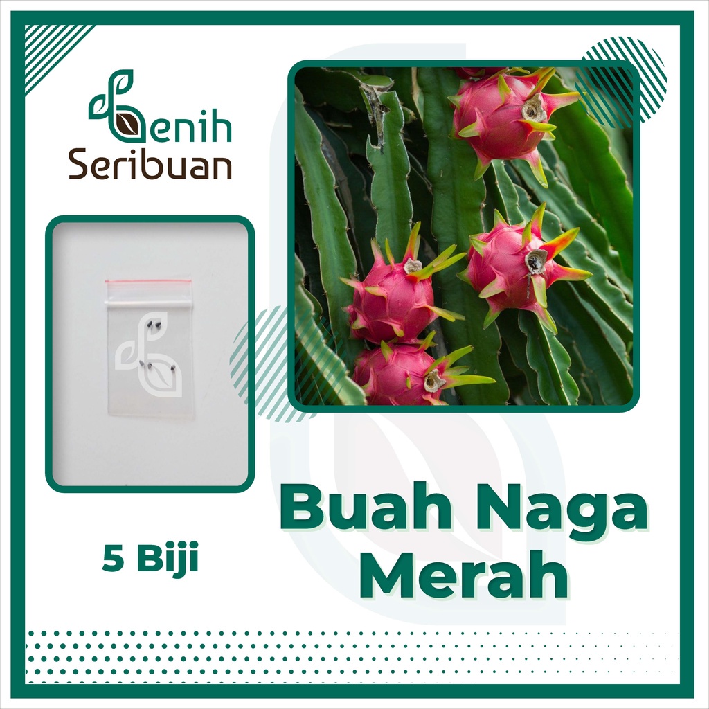 Benih Seribuan - 5 Bibit Buah Naga Merah Unggul