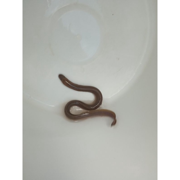 Benih ikan sidat ukuran 25-50gram Asli Sidat Berkualitas BERGARANSI 100% JIKA MATI DIGANTI SIDAT BAR