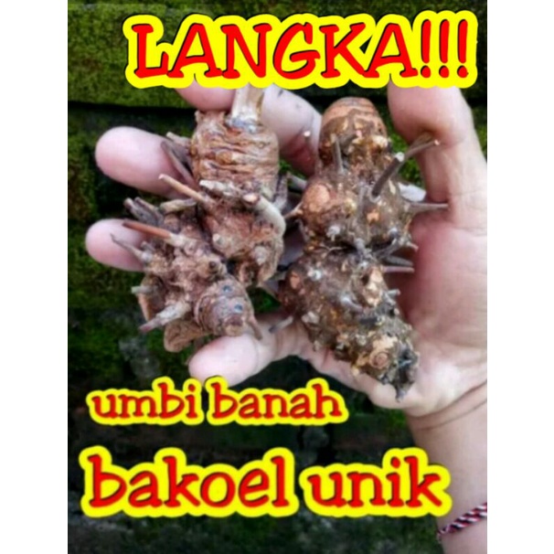 PUSAKA ALAM UMBI BANAH LANGKA BERTUAH