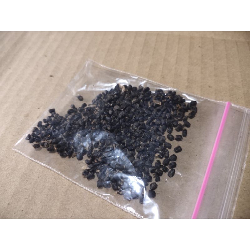 biji kapulaga india siap semai