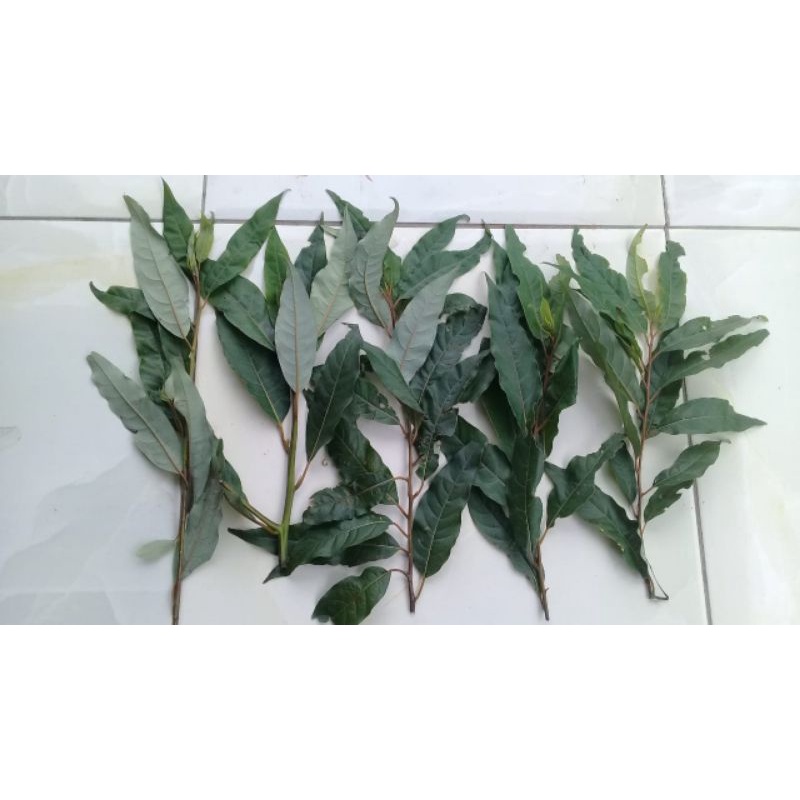 

5 tangkai daun kayu lemo segar (litsema cubeba persoon L)