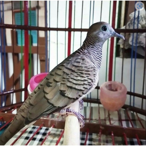 burung perkutut bangkok  Jantan  Ring pilihan