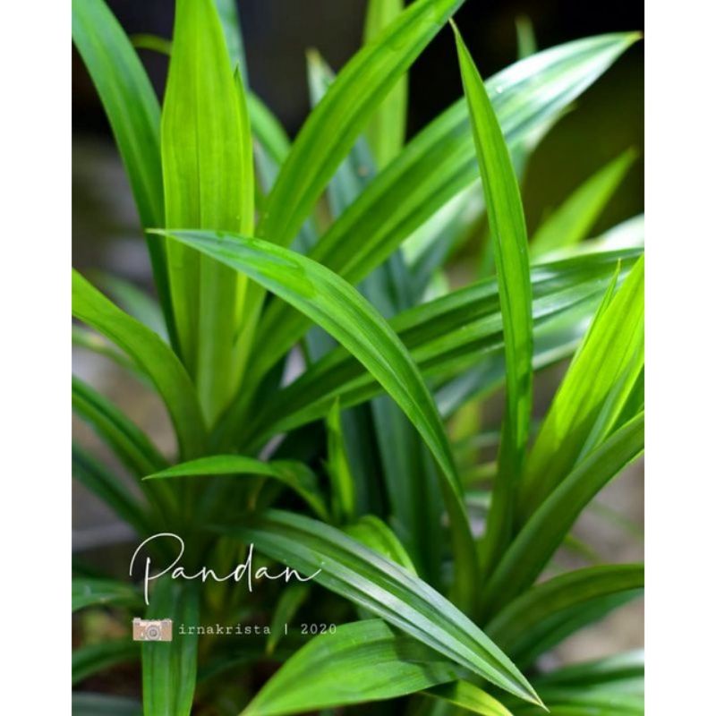 ( TERMURAH) Tanaman Herbal Daun Pandan Wangi Segar Pohon Harum - Tanaman Hias Hidup Daun Pandan Wang