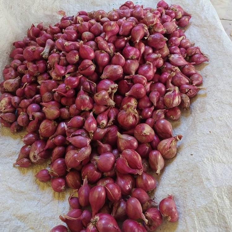 

(♥C6369] Bawang Merah Super 250gram