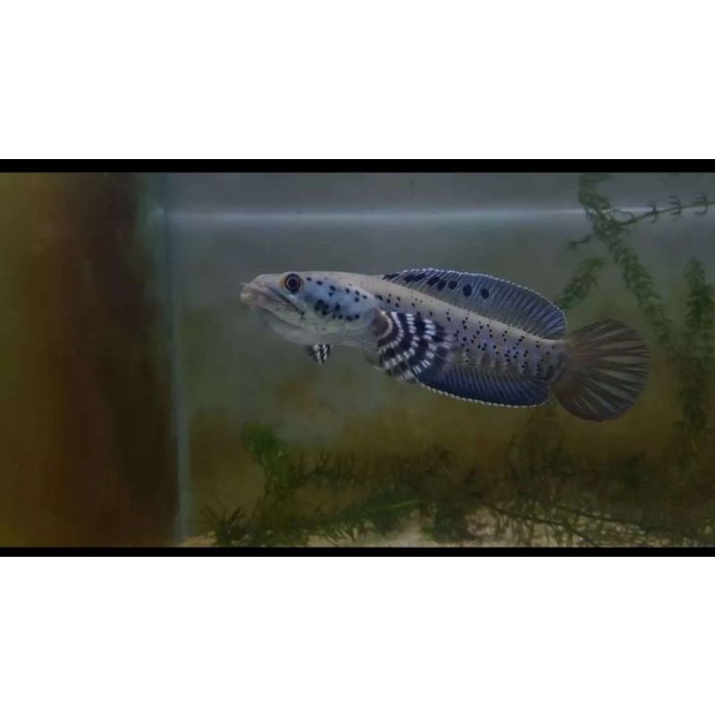 ikan Chana orna full dott size 5-6-7cm flaring flaring