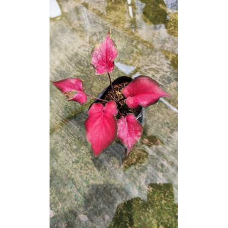 caladium Hybrid