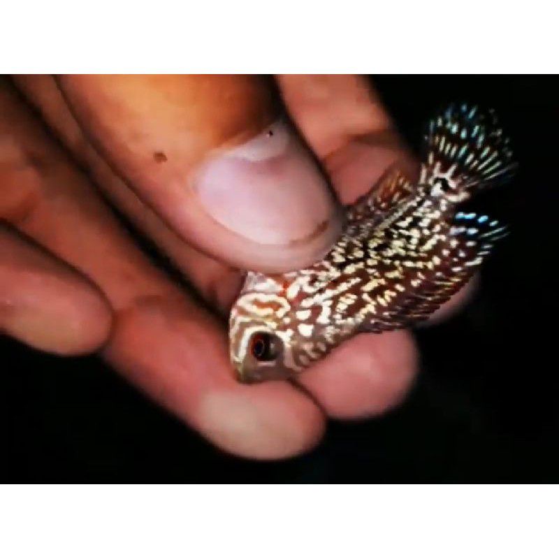 promo buy 2 get 1 " kamfa f3 ori "