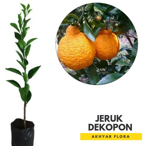Bibit Jeruk Dekopon Okulasi Pohon Jeruk Buah Jeruk Dekopon CCCC