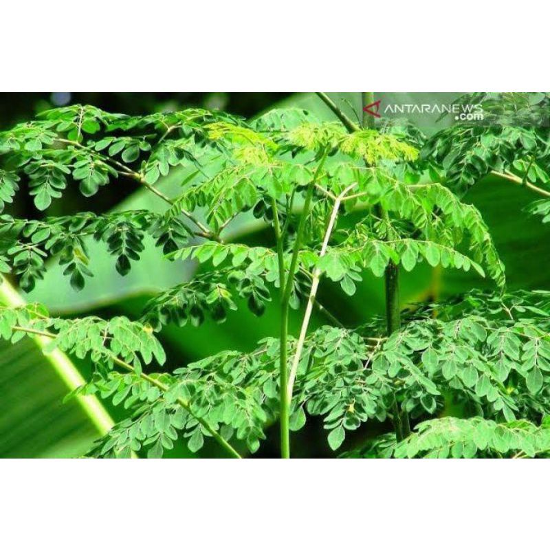 

Daun Kelor Fresh