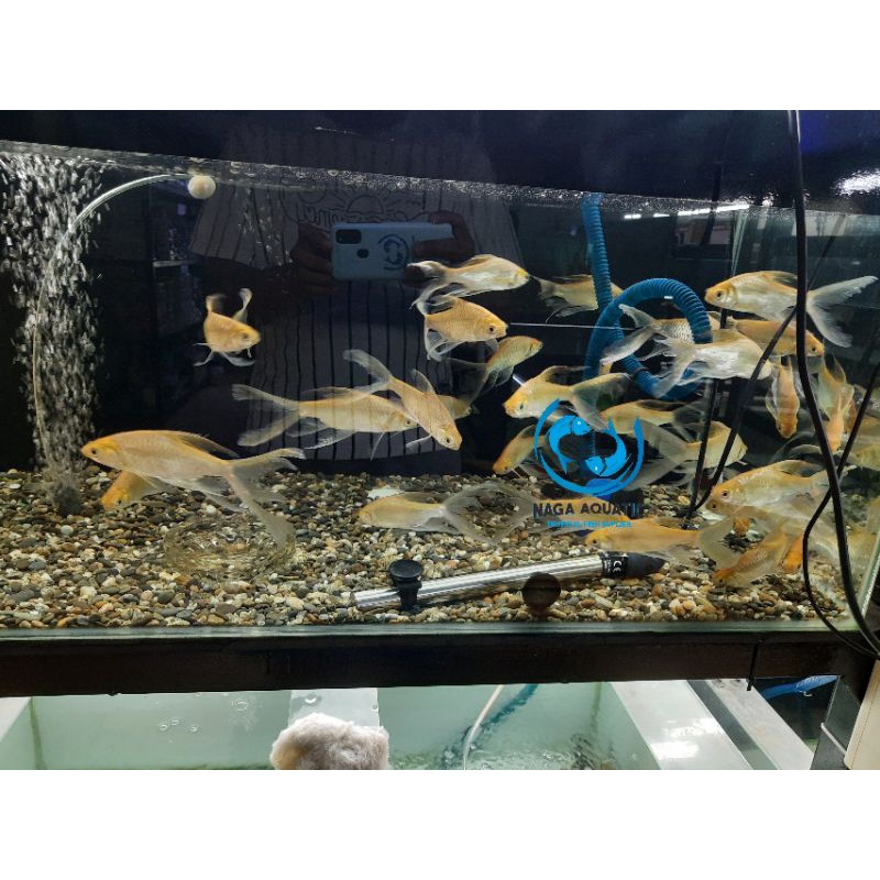 

Ikan Kaviat Slayer 12cm