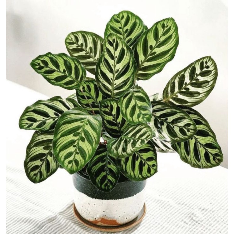 TANAMAN HIAS CALATHEA MAKOYANA - TANAMAN HIAS CALATHEA