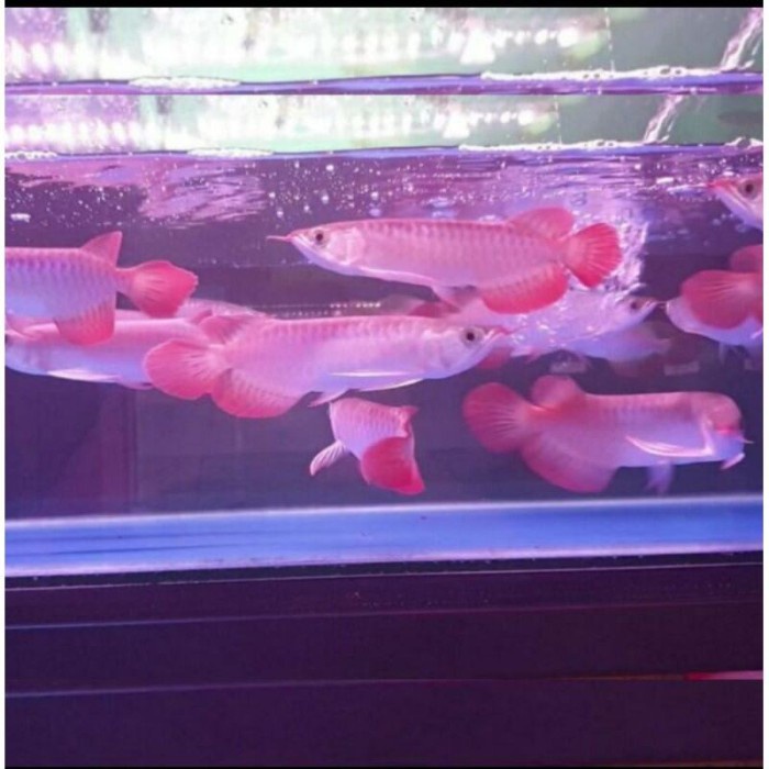 Ikan Arwana Super Red /Ikan Arowana Super Red Ukuran 14-15CM TOP GRADE