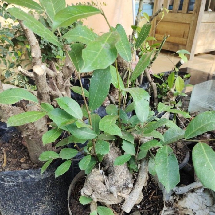 Amplas Bahan Bonsai Amplas Putih Realpic All Varian Ready