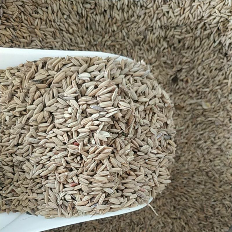 GABAH BERAS MERAH 1 KG