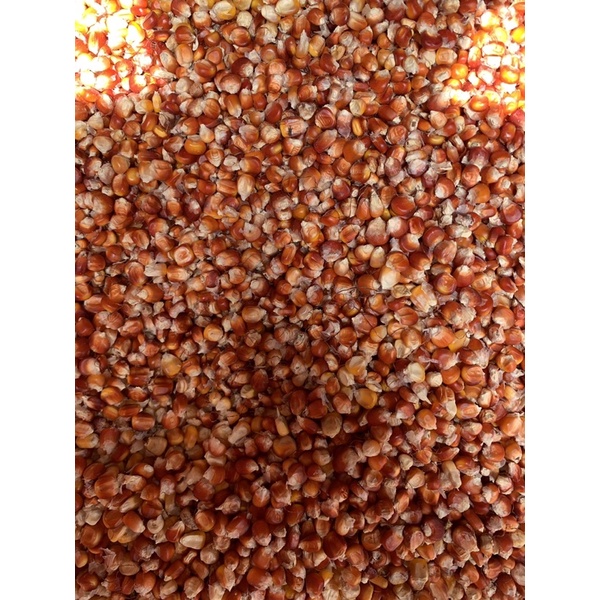 bibit jagung kering merah 1kg