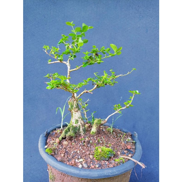 Bonsai Sancang / wahong gunung/kayu terbaik/orisinal