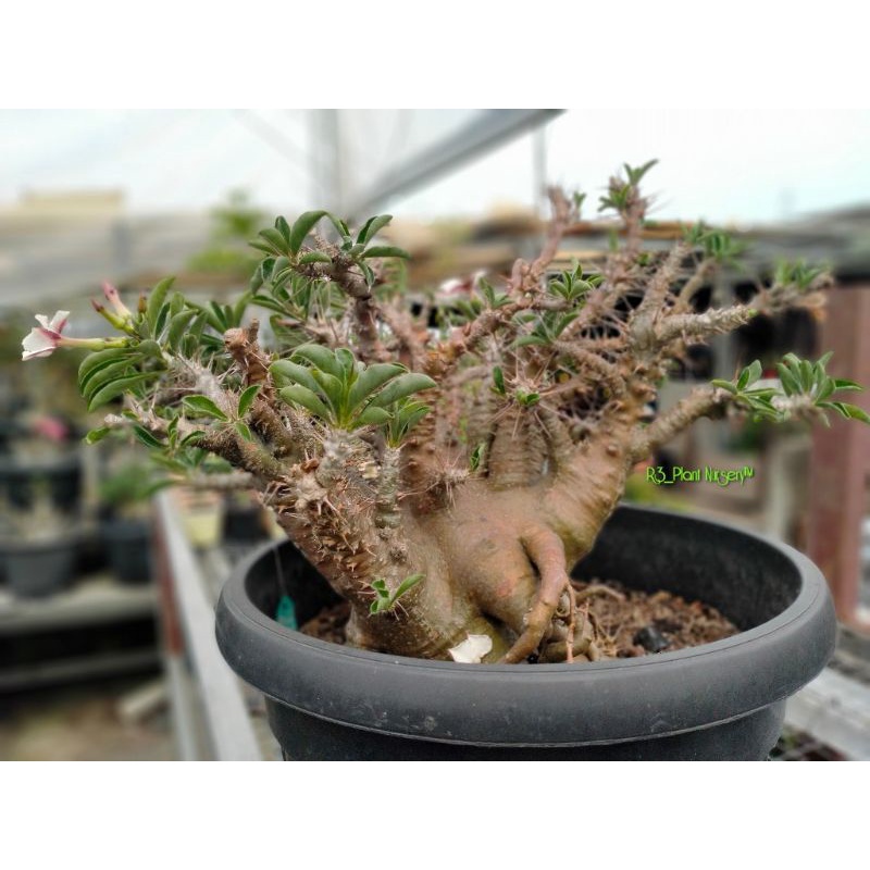 Promo Seed/Biji Pachypodium Saundersii (Harga per Biji/Seed)