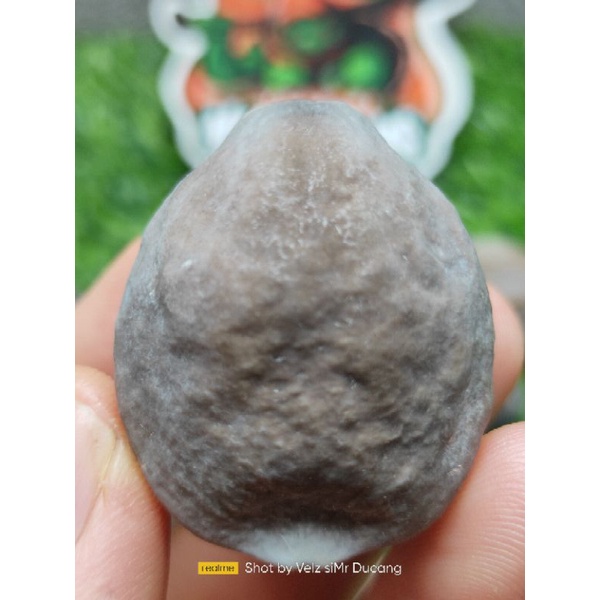 MUNCANG ADU JAYANTI ERIK (SI PIRIWIT) ORIGINAL