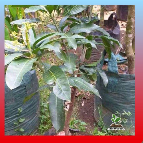 Bibit Mangga Berbunga / Mangga Jumbo Berbunga - Premium - batang besar