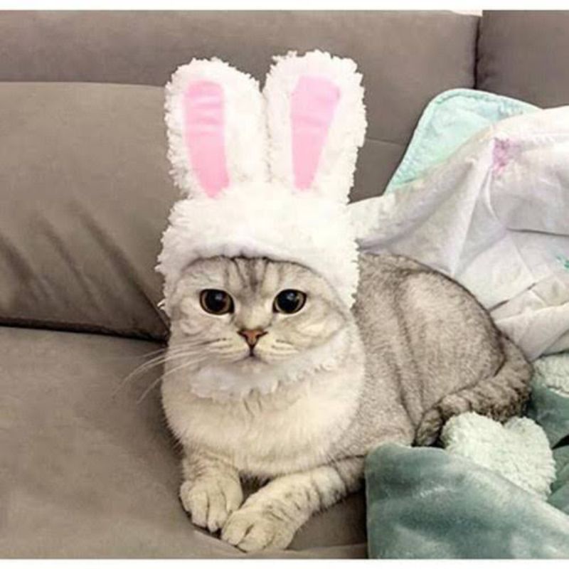 [FREE BONUS]Topi Kelinci Kucing/Anjing Cat Bunny Ears Lucu