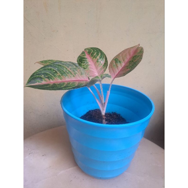 Aglonema Jamila Jackpot Dewasa