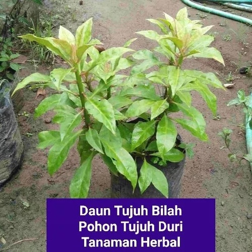 Bibit Pohon Jarum Tujuh Duri - Daun tujuh bilah tanaman herbal