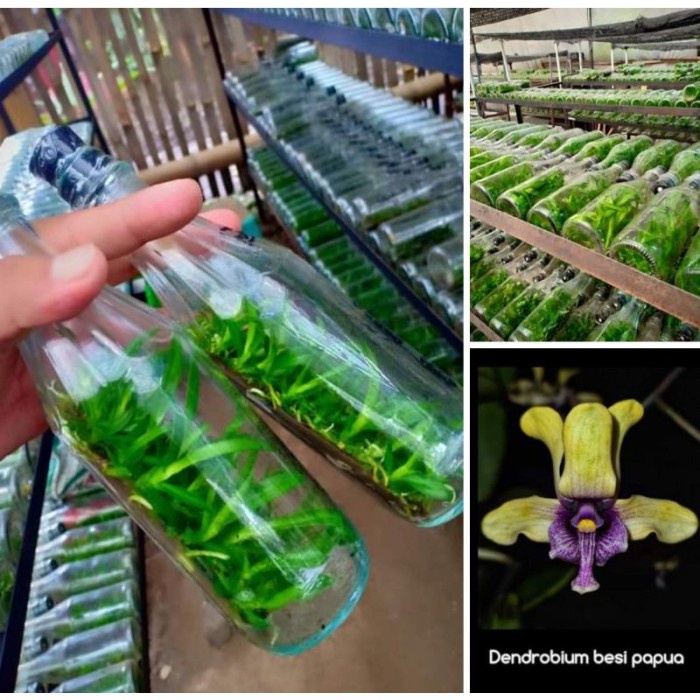 ((((()paling dicari] Populer Botol Dendrobium Spesies anggrek besi (violaceoflavens)