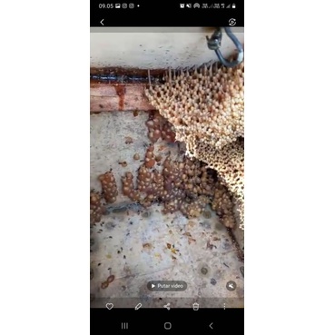 

sarang madu trigonà 100%original