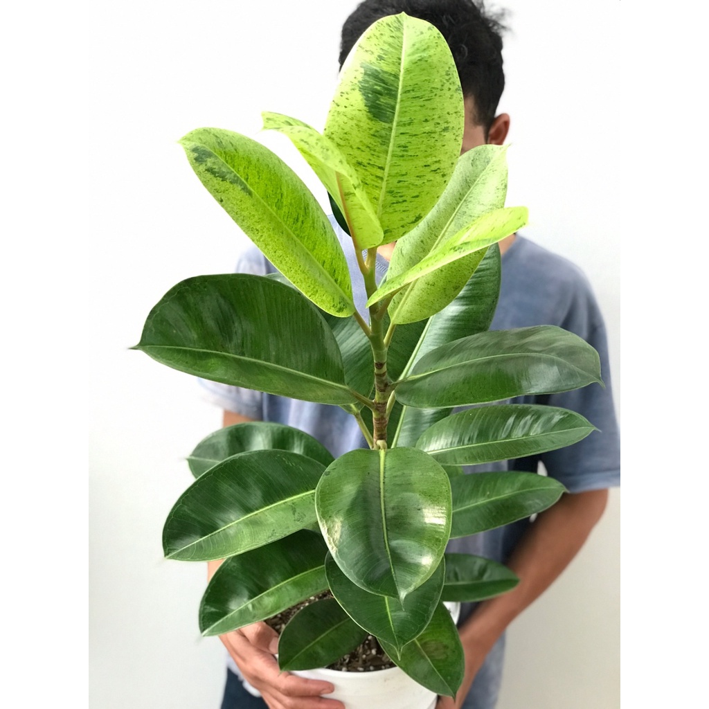 Ficus Elastica Shivereana