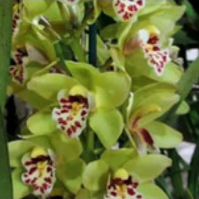Anggrek Cymbidium Australian | Cymbidium Australia | Cymbidium Bunga Cantik