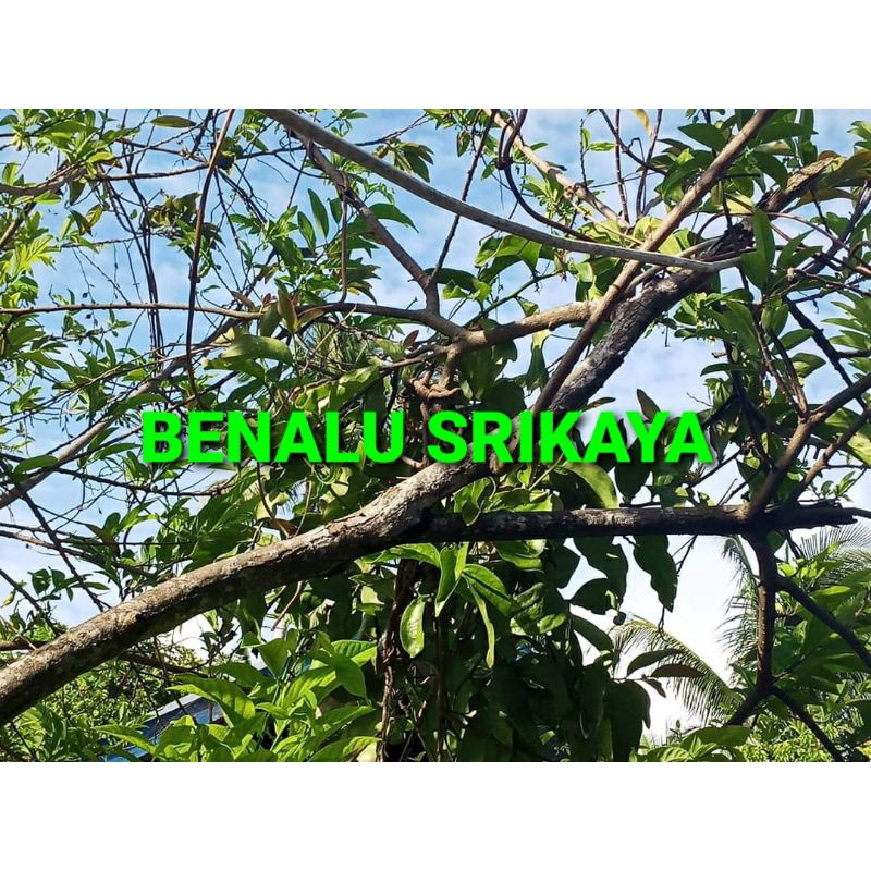 

DAUN BENALU SRIKAYA KERING 500 GRAM