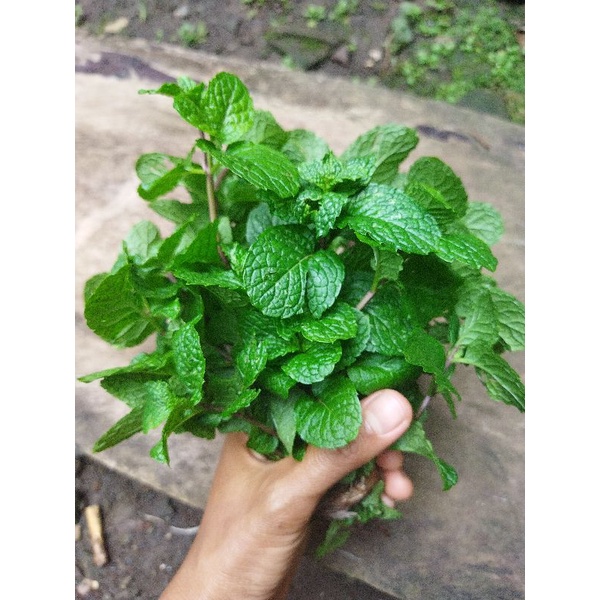 

Daun Mint ORGANIK 100 %