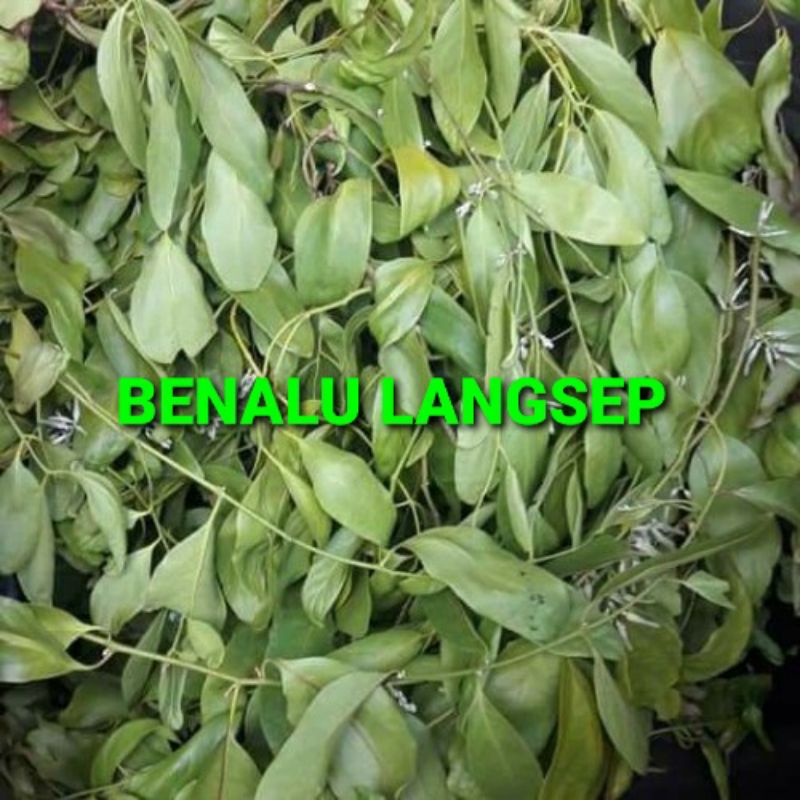 

DAUN BENALU LANGSEP KERING 1000 GRAM