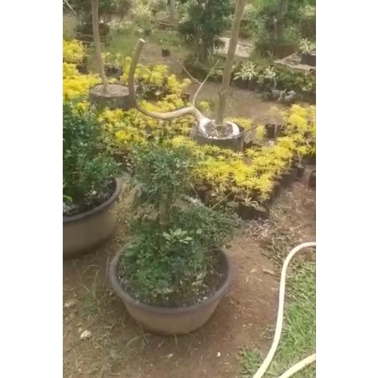 BONSAI SERUT TINGGI 1,5 METER