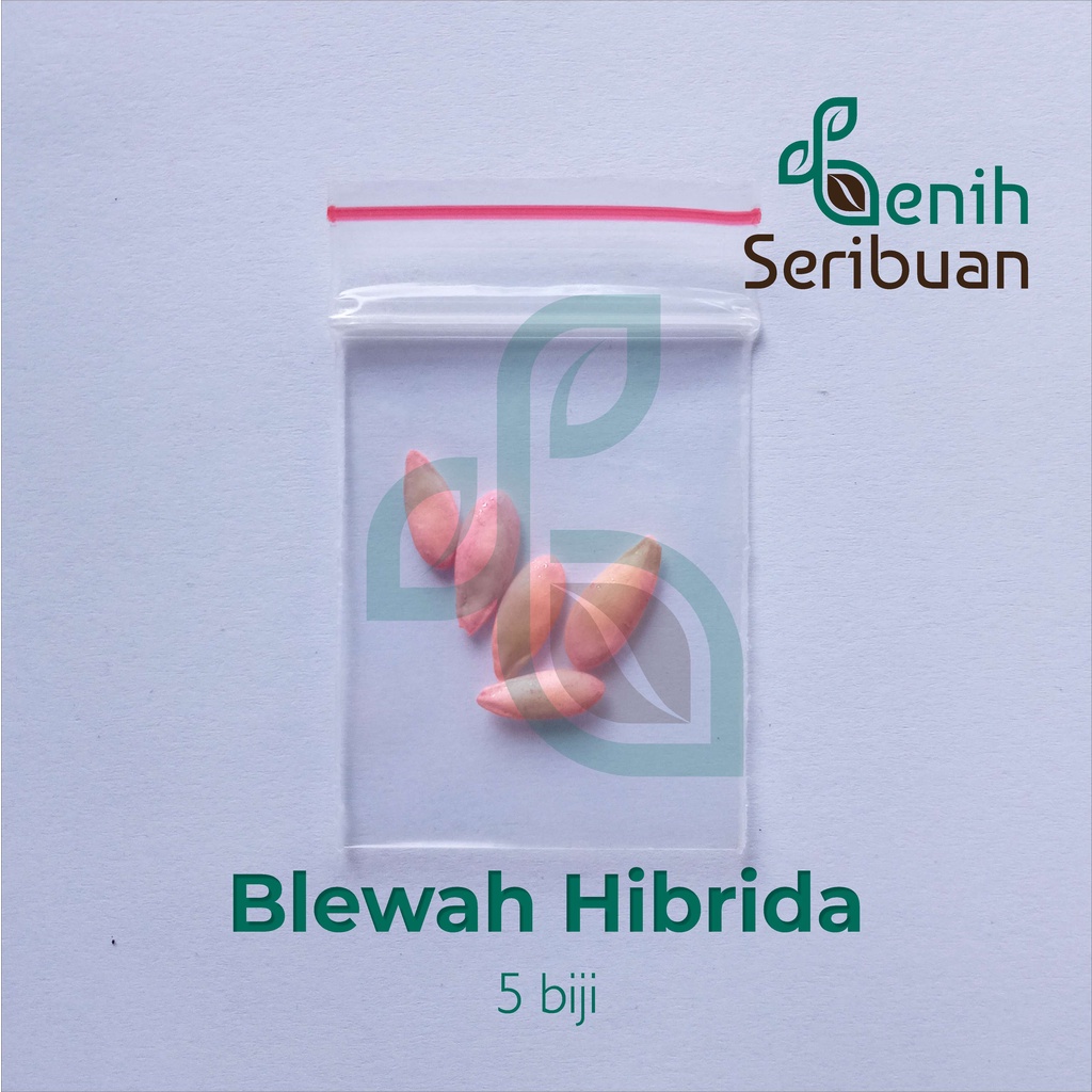 Benih Seribuan - 5 Bibit Buah Blewah Blaster F1 Hibrida