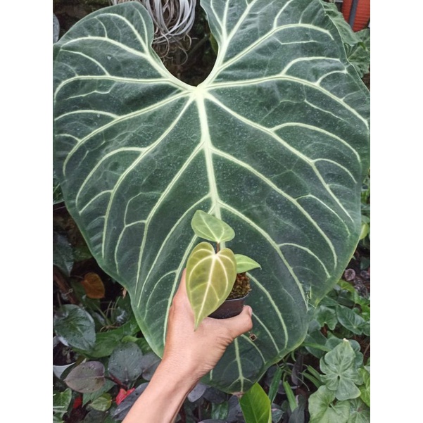 Anthurium Kuping Gajah Regale Ori From Seed