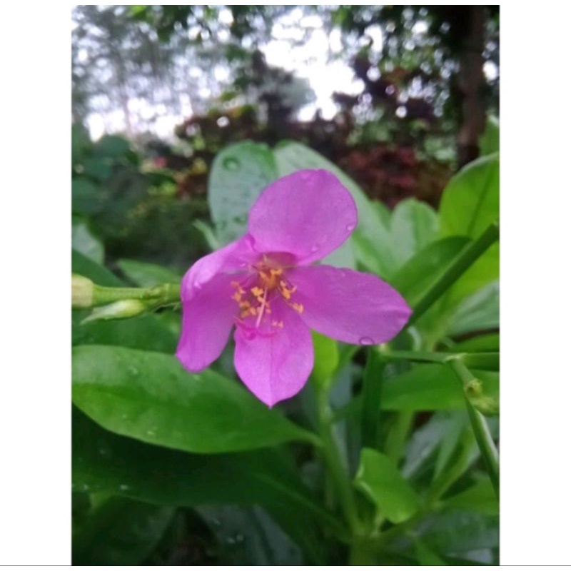 GINGSENG JAWA KOLESOM